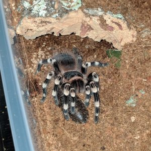 A. geniculata - Maisa