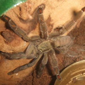 Psalmopoeus cambridgei F - Filette