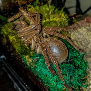 T stirmi