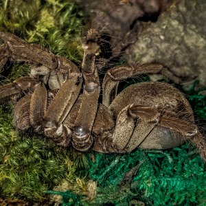 T stirmi Mini me in premolt