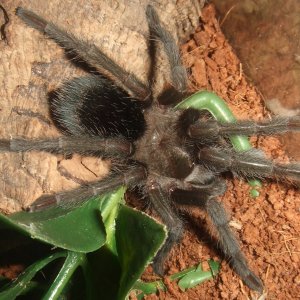 Grammostola pulchra - Massa