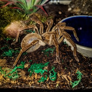 T stirmi Mini me premolt