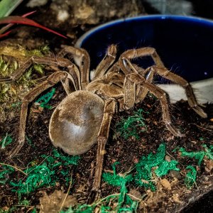 premolt T stirmi