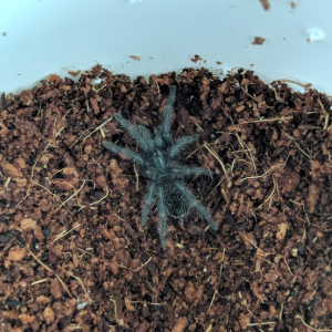 B. albopilosum