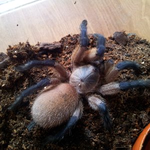 Frostbite....Monocentropus balfouri