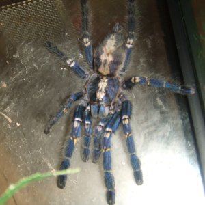 Poecilotheria metallica - Trip