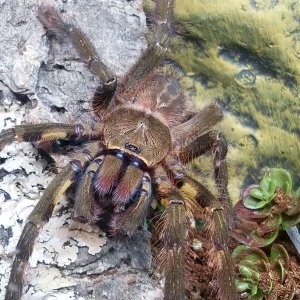 Male Ornata