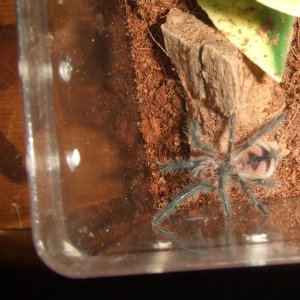 Pamphobeteus sp. machala - Cuchi