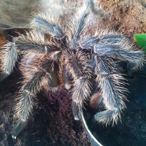 The Bandit ...Lasiodora Parahybana Just Hooked Out MM