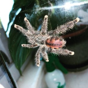 Avicularia Avicularia