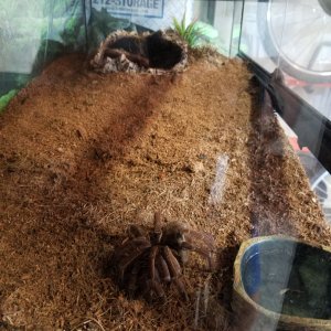 Goliath Birdeater Tarantula