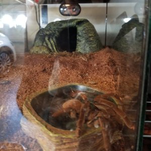 Goliath Birdeater Tarantula