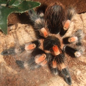 Brachypelma hamorii - Popo