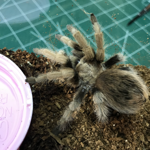 New A. Chalcodes F.
