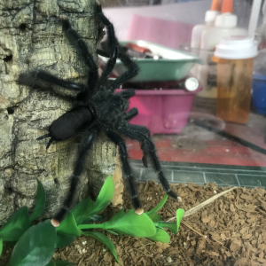 Avicularia Avicularia M