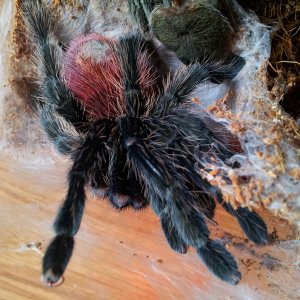 Slade...Thrixopelma Ockerti  Just Molted