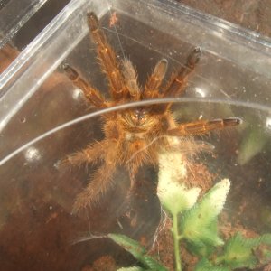 Pterinochilus murinus Usambara - Tanga