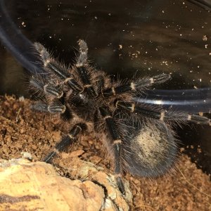 G pulchripes