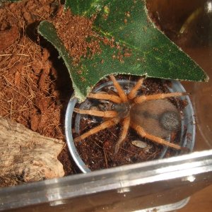 Metriopelma sp. Aragua - Wayuu