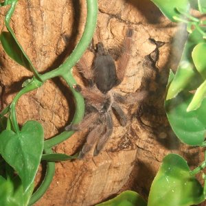 Psalmopoeus pulcher - Pacora