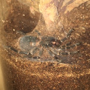 G pulchripes