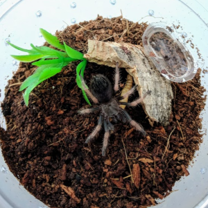 Kulo - Brachypelma boehmei