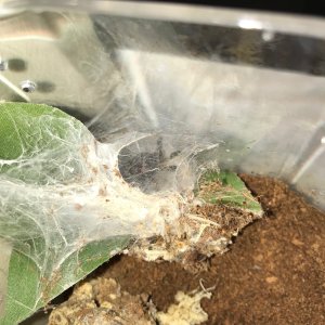 Time to Molt