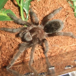 Grammostola pulchra - Massa