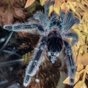 Charles C versicolor hanging out