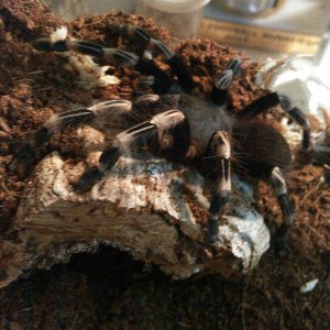 N.chromatus