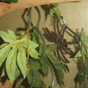 Poecilotheria ornata - Lanka