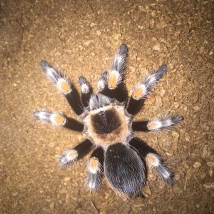 Brachypelma hamorii