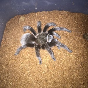 Aphonopelma hentzi