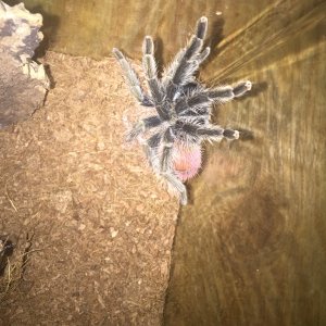 Thrixopelma ockerti