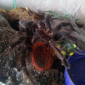 Claret...MM Acanthoscurria sp Red