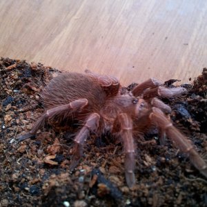 Juara...Acanthoscurria musculosa