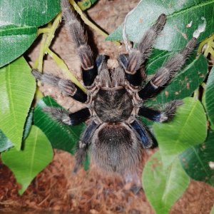 Euthlus sp. blue (female)