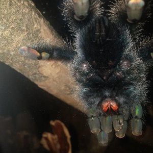 Avicularia Metallica