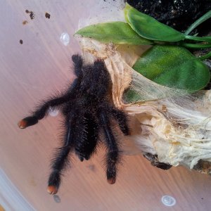 Tunja.....Avicularia metallica