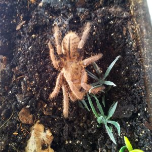 Jumja....Cyriopagopus lividus sp Emerald Green