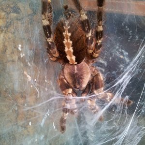 Chaney...... F Poecilotheria tigrinawesseli