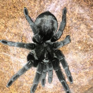 G pulchra