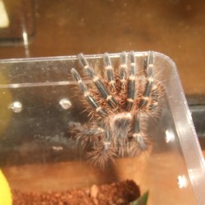 Grammostola pulchripes - Guarani