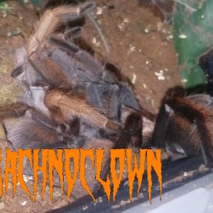 Aphonopelma breeding