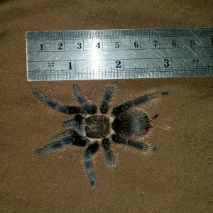 My 7th tarantula. (July 29/18)