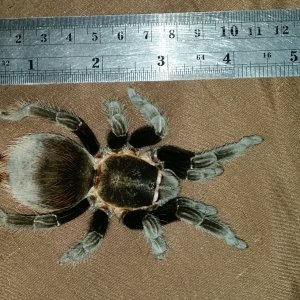 My 8th tarantula.  (July 31/18)
