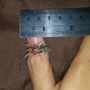 My 10th tarantula. (Aug 02/18)