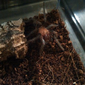 New T!!! C.fasciatum.