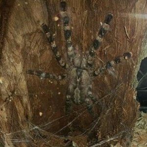 P.regalis