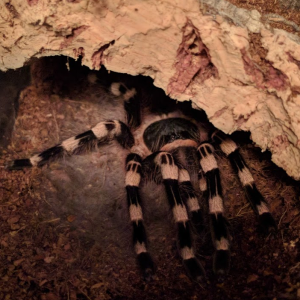 Maisa - A. geniculata